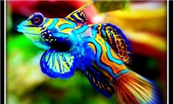 ماهی اژدهایی؛ رنگارنگ‌ترین ماهی دنیا
