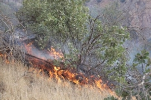 آتش سوزی این بار به ریجاب رسید/ سوختن جنگل ها در نبود امکانات مناسب اطفای حریق + تصاویر