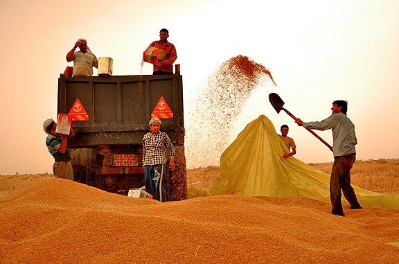 ۱۰۳ هزارتن گندم از کشاورزان کرمانشاهی خریداری شد