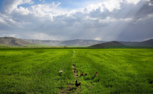 بارش‌های اخیر کشاورزی استان کرمانشاه را از بحران نجات داد 