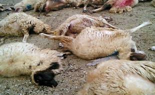 اتلاف 400 راس گوسفند با حمله پلنگ‌ها به یک گله در ثلاث باباجانی 