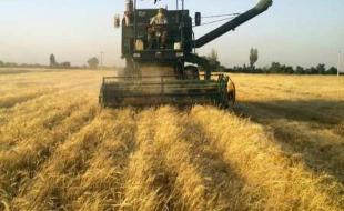 پیش‌بینی برداشت ۷۰۰ هزار تن گندم در کرمانشاه /تعیین ۸۷ مرکز خرید 