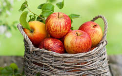  کارگاه آموزشی تغذیه درختان سیب در روستای سنگ سفید برگزار شد