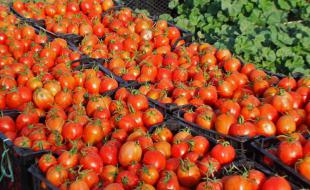 تولید سالانه ۳۵۰ هزار تن گوجه فرنگی در کرمانشاه 