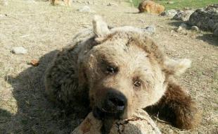 شکارچی خرس قلاجه روانه دادگاه شد 