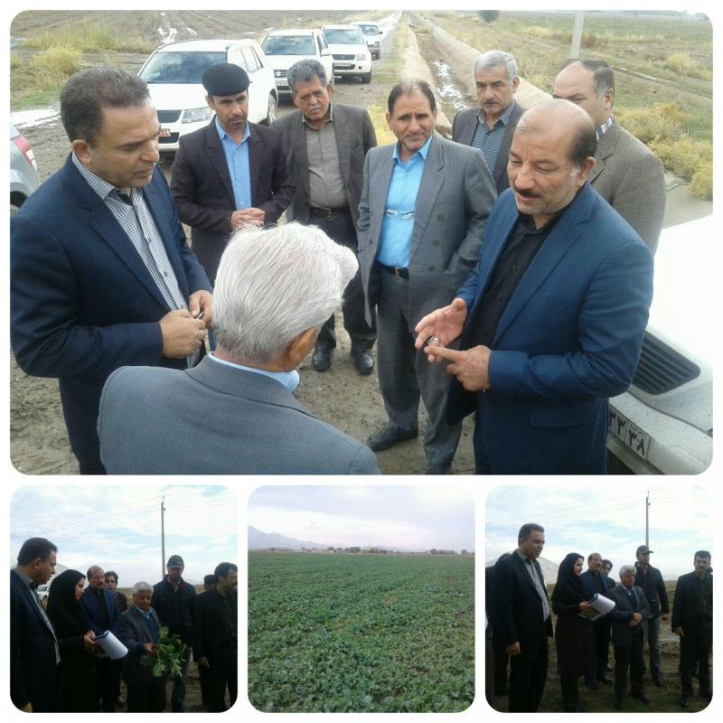 معاون وزیر جهاد کشاورزی از مزارع کلزای شهرستان صحنه بازدید کرد