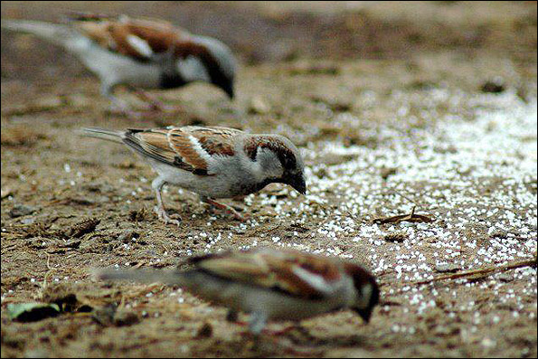 بیش از 300 کیلوگرم دانه برای پرندگان در کنگاور پاشیده شده است