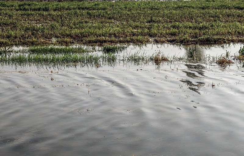 سه هزار هکتار اراضی کشاورزی شهرستان صحنه زیر آب رفت