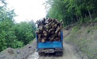 تکذیب قاچاق چوب در استان کرمانشاه/ برخورد جدی با تولیدکنندگان زغال 