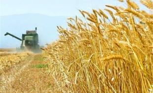  پیش‌بینی برداشت بیش از ۸۰۰ هزار تن گندم از مزارع کرمانشاه 