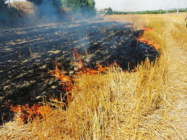 وقتی سرمایه های زمین دود می شوند / دادستان شهرستان صحنه : سوزاندن بقایای محصولات کشاورزی جرم است