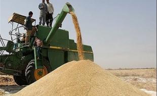 خرید بیش از ۴۳۵ هزار تن گندم از کشاورزان کرمانشاهی 