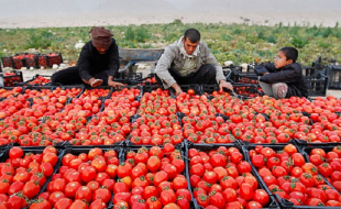 خرید تضمینی بیش از ۷۱ هزار تن گوجه فرنگی در کرمانشاه 