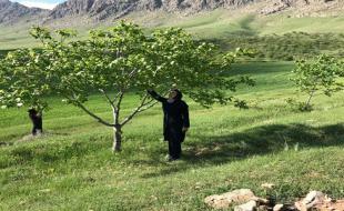 رصد و ارزیابی خسارت بارش های اخیر به مزارع در هرسین 