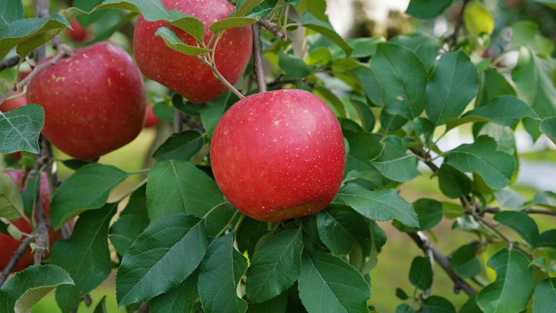 امسال بیش از 18000 تن سیب در "صحنه" تولید می‌شود