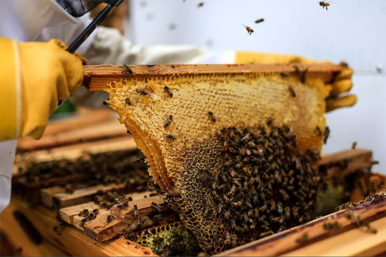 تولید سالانه یک تن عسل توسط یک تولید کننده بسیجی در صحنه
