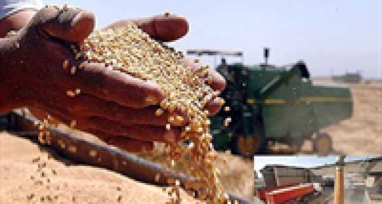 خرید 2866 تن گندم از کشاورزان کرمانشاه