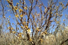 90 درصد درختان گردوی شهرستان صحنه دچار سرما زدگی شدند/خسارت 519 میلیارد تومانی به باغات