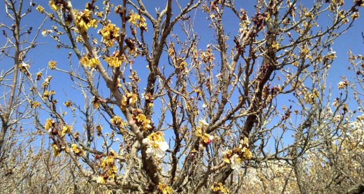 90 درصد درختان گردوی شهرستان صحنه دچار سرما زدگی شدند/خسارت 519 میلیارد تومانی به باغات