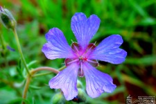 شکوفه های باغات شهرستان صحنه در فصل بهار