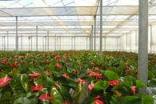 صحنه بیشترین سطح زیر کاشت گل های صادراتی را در استان دارد