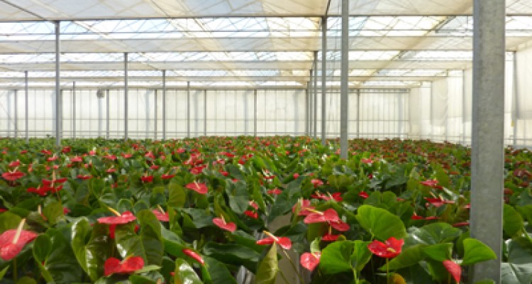 صحنه بیشترین سطح زیر کاشت گل های صادراتی را در استان دارد