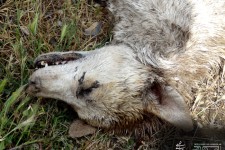 سرب داغ سودجویان بر تن حیوانات وحشی می نشیند/ تراژدی کشتن گونه های نادر حیوانی در صحنه 