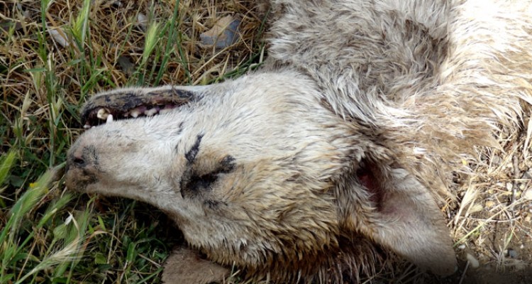 سرب داغ سودجویان بر تن حیوانات وحشی می نشیند/ تراژدی کشتن گونه های نادر حیوانی در صحنه 