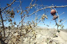 ۱۰۰۰۰میلیارد ضرر تب ولرز زمین به کشاورزی/زراعت کرمانشاه بیمه نیست