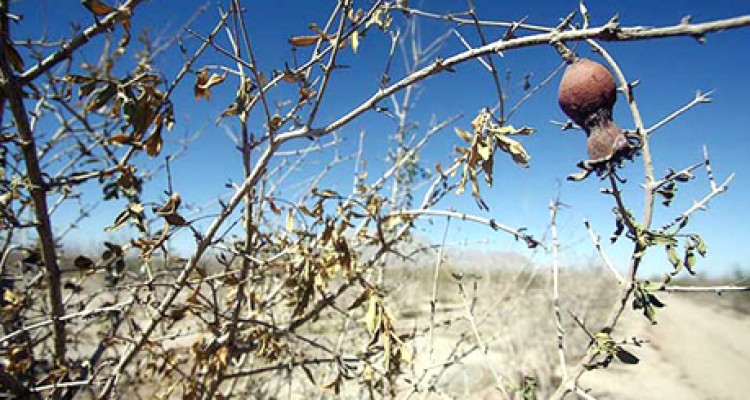 ۱۰۰۰۰میلیارد ضرر تب ولرز زمین به کشاورزی/زراعت کرمانشاه بیمه نیست
