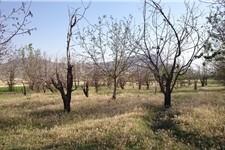 رنج بی‌حاصل باغداران کرمانشاهی / خسارت 223 میلیاردی سرما به باغات کرمانشاه