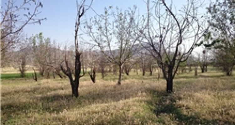 رنج بی‌حاصل باغداران کرمانشاهی / خسارت 223 میلیاردی سرما به باغات کرمانشاه