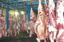 پیش‌بینی تولید 37 هزار تن گوشت قرمز در استان کرمانشاه