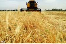 پیش بینی برداشت 6800تن جو از مزارع شهرستان هرسین