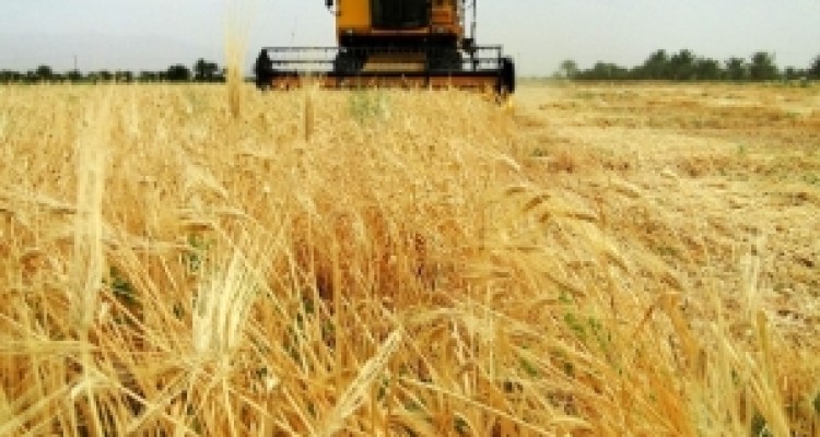 پیش بینی برداشت 6800تن جو از مزارع شهرستان هرسین