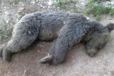  تلف شدن یک قلاده خرس قهوه ای در ماهیدشت کرمانشاه