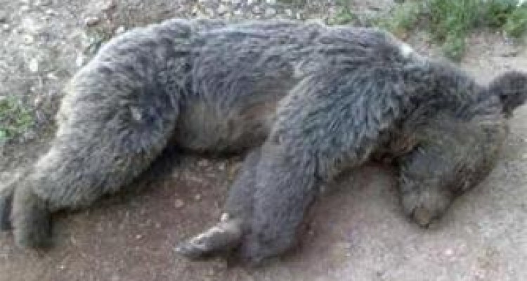  تلف شدن یک قلاده خرس قهوه ای در ماهیدشت کرمانشاه