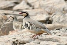 دستگیری 2 تن از شکارچیان ثلاث باباجانی / 6 قطعه کبک در دامان طبیعت رها سازی شد