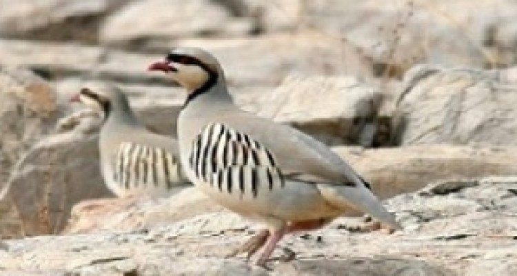 دستگیری 2 تن از شکارچیان ثلاث باباجانی / 6 قطعه کبک در دامان طبیعت رها سازی شد