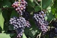  برداشت انگور یاقوتی از تاکستان های شهرستان قصرشیرین آغاز شد