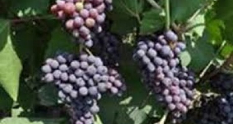  برداشت انگور یاقوتی از تاکستان های شهرستان قصرشیرین آغاز شد