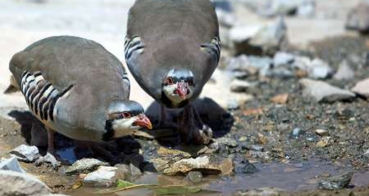 مرکز تیمار حیات وحش کرمانشاه افتتاح شد