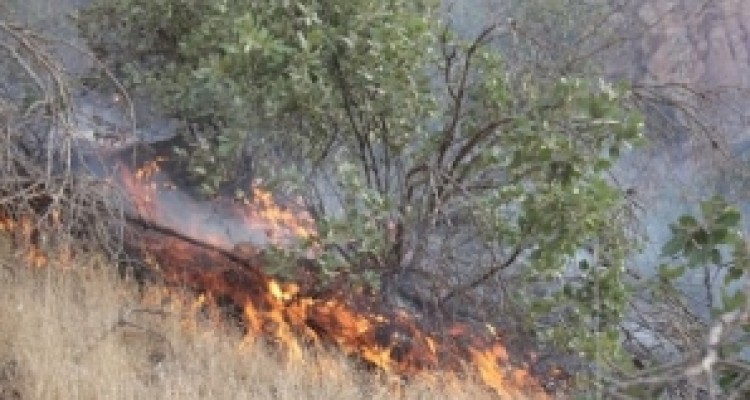 آتش سوزی این بار به ریجاب رسید/ سوختن جنگل ها در نبود امکانات مناسب اطفای حریق + تصاویر