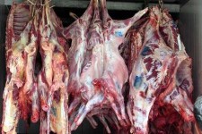 اعطای کد حلال به کشتارگاه بیستون کرمانشاه