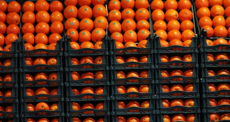 میوه‌های آلوده برگشت خوردند/ نحوه شناسایی محموله‌های آلوده در مرز