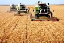 خرید تضمینی گندم از کشاورزان استان کرمانشاه به 82 هزار تن رسید