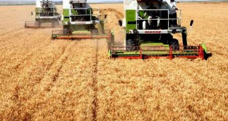 خرید تضمینی گندم از کشاورزان استان کرمانشاه به 82 هزار تن رسید