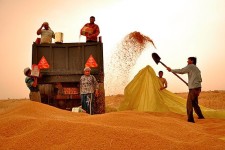 ۱۰۳ هزارتن گندم از کشاورزان کرمانشاهی خریداری شد