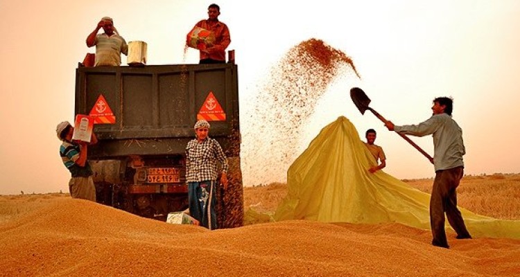 ۱۰۳ هزارتن گندم از کشاورزان کرمانشاهی خریداری شد