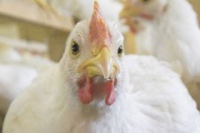 موردی از بیماری آنفلوانزای فوق حاد پرندگان در کرمانشاه مشاهده نشد